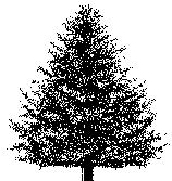 Large Evergreens (30-60 feet mature height) Do not use as street trees!