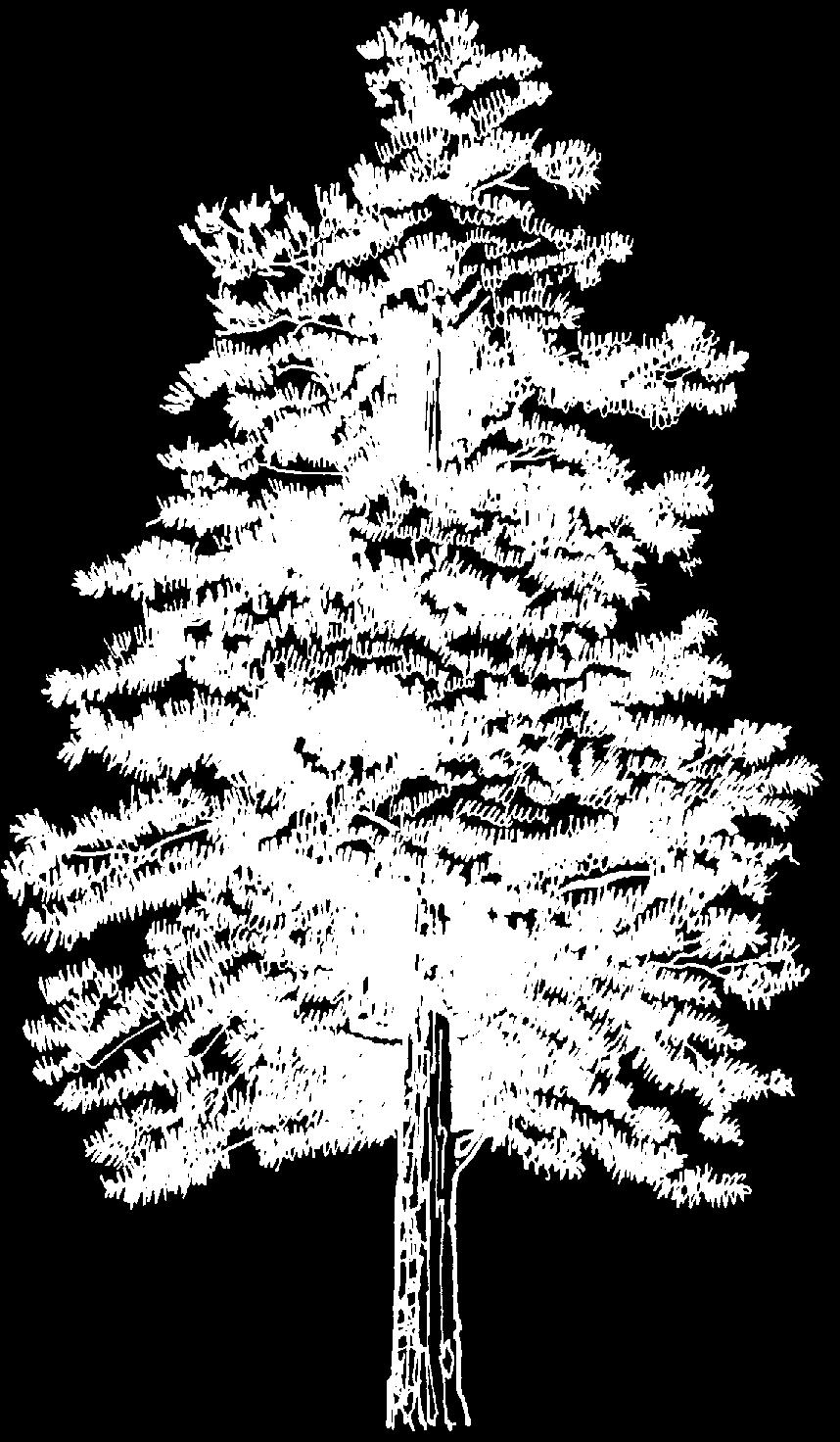 50' tall, Zone 3 Douglas-fir (Pseudotsuga menziesii) Native to higher elevations, soft, dark blue-green needles, intolerant of alkaline soils and high winds.