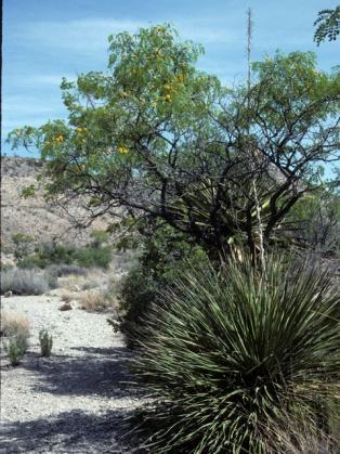 June 2012 Plant ID by Blanco County Texas Master Gardener Chris DeBremaecker Common Name: Goldenball Leadtree Scientific Name: Leucaena