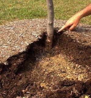 Improper Mulching Mulching in a volcano-like manner can: Rot the trunk Cut off oxygen to roots Keep vital irrigation