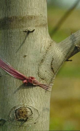 Branch bark ridge Collar Collar: swollen area at the base