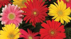 Gerbera EZdazy Grasses Cool Annual ph: 5.2 5.6 Constant feeding at 125ppm 150ppm nitrogen with a fertilizer selected for grower s water quality and soil mix is recommended.