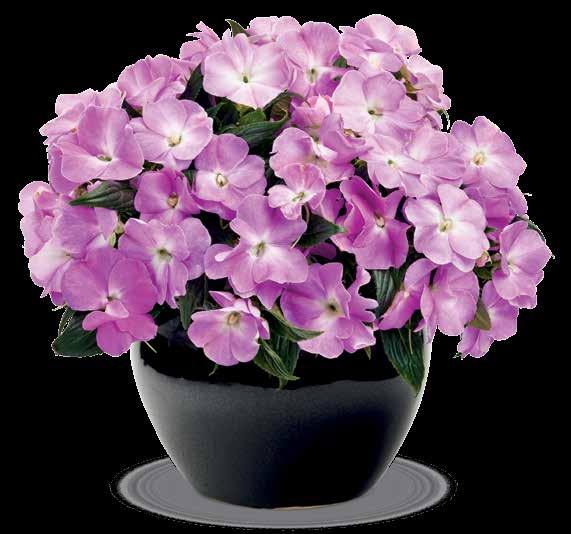New Guinea Impatiens Infinity and Ruffles New Guinea Impatiens Continued ph: 6.0 6.5 EC: (2: