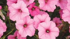 Avoid scheduling most Charms early from Standard 84 trays, as they are more daylength/light quality sensitive and plants can become overgrown before flowering. Supertunia Picasso In Pink 4.