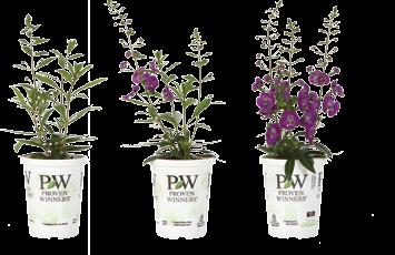 Angelonia Angelface Angelonia Continued ph: 5.8 6.2 Constant feeding at 150ppm 200ppm nitrogen with a fertilizer selected for grower s water quality and soil mix is recommended.