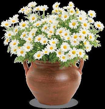 Argyranthemum Butterfly Argyranthemum Continued ph: 5.8 6.2 Constant feeding at 200ppm nitrogen with a fertilizer selected for grower s water quality and soil mix is recommended.