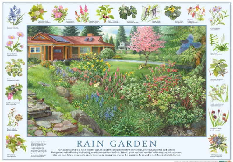 http://ext100.wsu.edu/raingarden/wp-content/uploads/sites/74/2016/03/rain-garden_lowres_page_1.