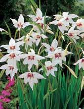 They re an enchanting addition to garden beds and borders and are well-suited to planting in patio containers.