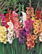 Item 25881 $20 Incredible beauty, affordably priced A color-packed collection of over 40 bulbs that will add all-season