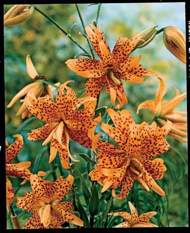 Height: 8 10" Hardy Zones: 6 9, (1st year); spring thereafter 2 Double Tiger Lilies Item 32527 $15 Sensational Double-Flowered Tiger Lily A favorite of gardeners since 1870,