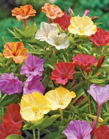 Spacing: 12 15" Ships as a package of 2 top-size bulbs 5 Four O Clocks Item 32136 $10 A hummingbird favorite Not only is this flowering plant a favorite of hummingbirds and