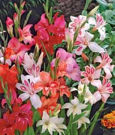 These border lilies are incredibly hardy and will multiply year after year, a garden must have!