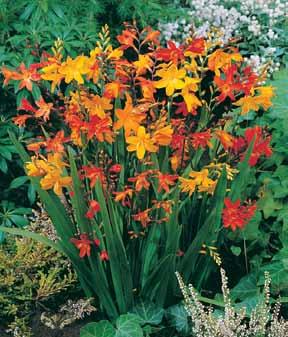 Spacing: 4 5" Height: 15 20" Hardy Zones: 5 9 Blooms: late to early fall SHADE LOVING 15 Mexican Shellflowers Item 32496 $10 Exotic flower form, vivid colors This