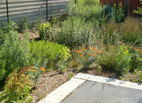 Rain gardens and water quality When rain falls on impervious surfaces such as rooftops, roads, parking lots and driveways, it runs off into storm drains and into our rivers and streams.