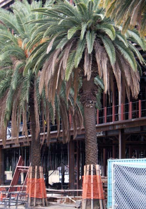 Part Two : CITYWIDE GOALS AND POLICIES SACRAMENTO 2030 GENERAL PLAN Preservation of existing palm trees in right-of-way adjacent to construction site. ER 7.1.3 ER 7.1.4 Minimize Removal of Existing Resources.