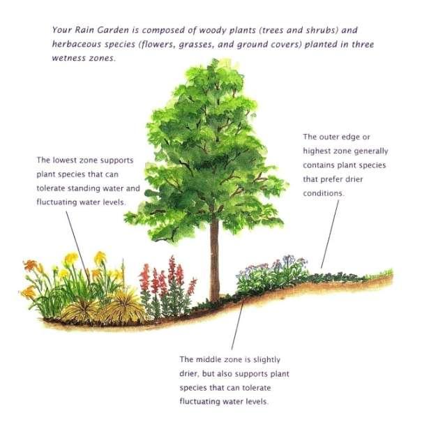 Types of Plants Planning Steps Design Calculations http://plants.usda.
