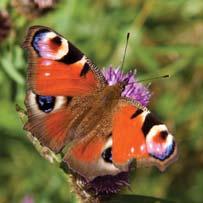 Butterflies There are 56 species of butterfly in the UK and