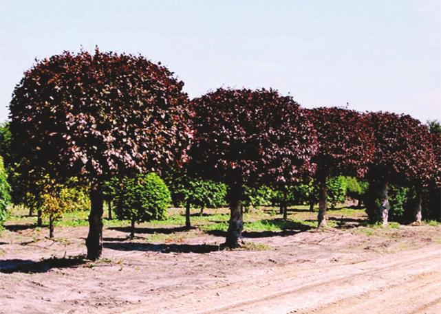 Semi-mature Trees We specialise in the Instant Landscape, offering semi-mature trees