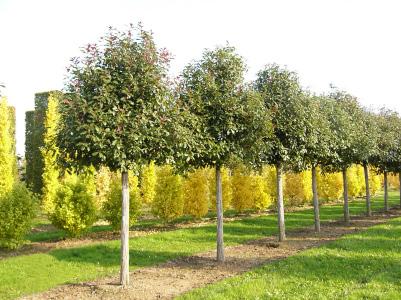 Not only can we supply the semi-mature trees, we also offer a full planting and after