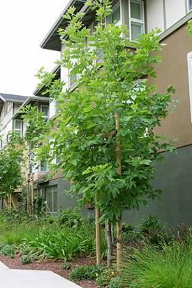 5. CONSERVE ENERGY Plant trees to moderate building temperatures Reduce the heat island effect: shade paved areas Reduce GHGs & Carbon Footprint!