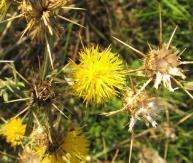 County noxious weeds Prohibited - Eradicate Noxious Weed 12 species Plants not currently known to