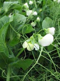 Management of Field Pea Diseases Robyne Bowness Alberta Agriculture