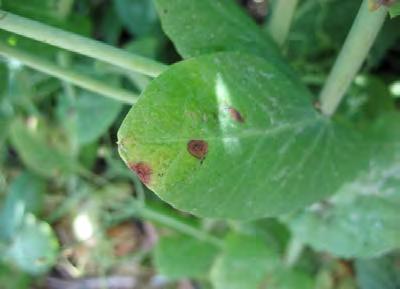 Pea Diseases Ascochyta Blight Common disease Made up of complex of three pathogens Mycosphaerella pinodes