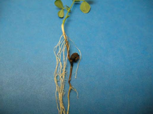 Pea Diseases Caused by fungal pathogens Can attack the crop at various growth