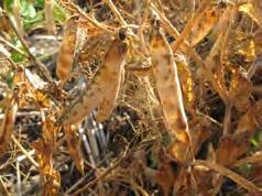 Ascochyta Blight Most serious foliar disease of field pea in Western Canada Found in all commercial pea fields Interferes with