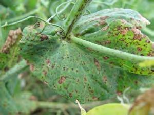 Ascochyta Blight - Pea Symptoms Appear within 2-4