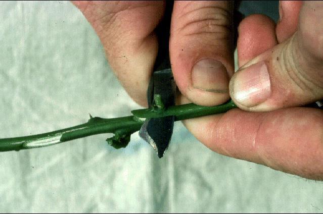 The preferred budding height is approximately 6 in. above the soil surface. A very sharp knife is used to make a vertical cut in a smooth area of the rootstock stem about 1.0-1.