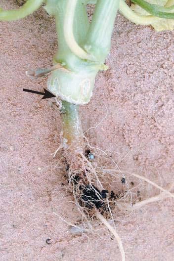 GRAFT INCOMPATIBILITY Figure 11 36 Physiological incompatibility between scion and rootstock.