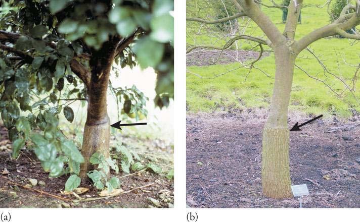 GRAFT INCOMPATIBILITY Figure 11 38 While rootstock outgrowth is not desirable, a large, strong tree can still develop.