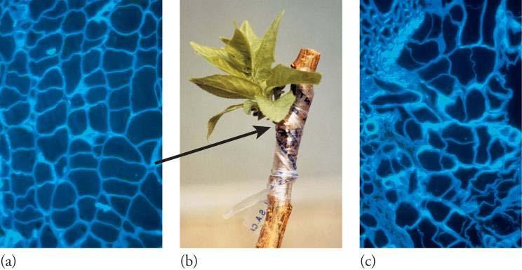 GRAFT INCOMPATIBILITY Figure 11 40 Callus bridge formation in graft union of compatible and incompatible Prunus spp. (a and b) Compatible Luizet apricot grafted on Myrobalan standard plum rootstock.