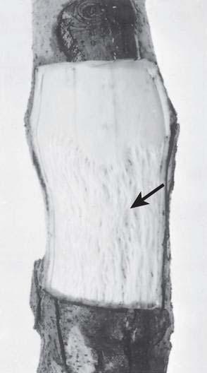 (c) Callus from incompatible graft of Monique apricot on Myrobalan standard plum rootstock ten days after grafting. The cells show an irregular disposition and the cell walls are thick and irregular.