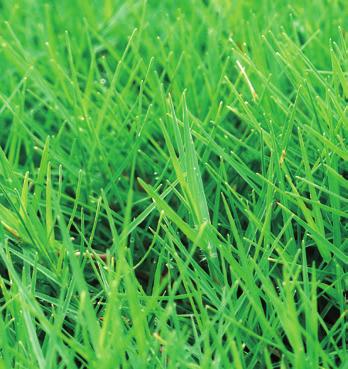 Water Efficient Lawn Care for North Texas Is the green in your lawn, in your weeds or in your grass? Do you have brown circles or spots in your yard?