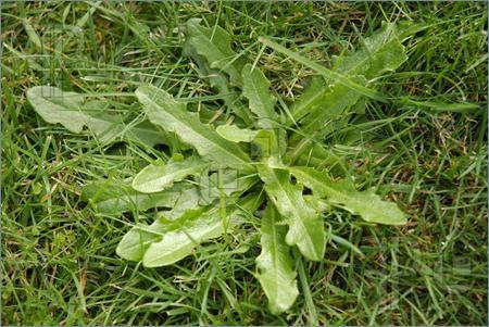 Weeds A weed is simply an unwanted plant or a plant growing out of place. There are different categories of weeds and proper identification helps determine the proper treatment.