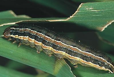 Grubs are most often the larvae of the Japanese beetle, but other grubs may be present as well.