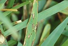 Brown Patch is a disease that affects lawns in early fall or spring.
