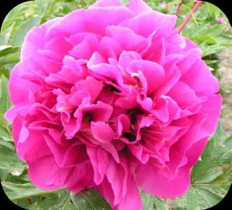 GET ALL OF OUR ITOH BREEDING PROGRAM EXCLUSIVES! Our breeding program delivers great new additions to the Itoh peony family.