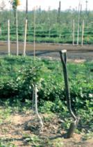 Management of native orchard soil biology for disease