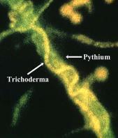 ../pathogens/images/ Based upon a DNA-macroarray analysis Trichoderma virens, T.