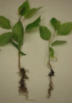 effects on M9 root development Control