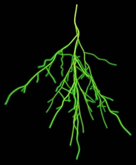 Rhizosphere microbiology is the first line of defense against