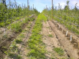 orchard system