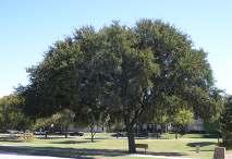 Shantung Maple 1 Urbanite Ash / Green Ash Allee Elm Chinquagpin Oak Shumard Red Oak Bur Oak, Quercus macrocarpa Lacebark Elm Ulmus