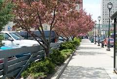 Landscaping Parking Lots and Structures Guideline 14: Enhance parking areas by providing landscaping that shades, buffers, and conceals unattractive views of parking.