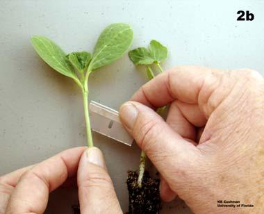 With a sharp knife or razor blade, cut a slit all the way through the stem of the rootstock (Fig 2b).