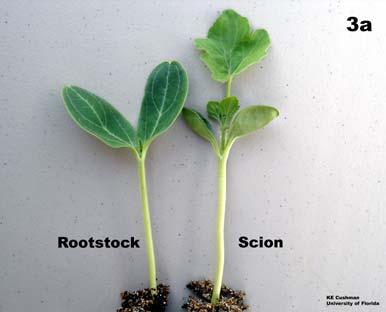 Grafting Techniques for Watermelon page 4 Approach Graft Rootstock and scion seedlings should have one or two true leaves (Fig. 3a).