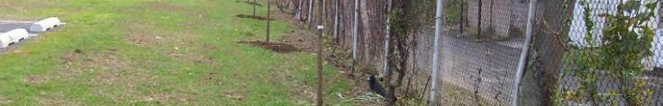 21, Syracuse, NY LEFT: Tree trench located at Upper Darby Park